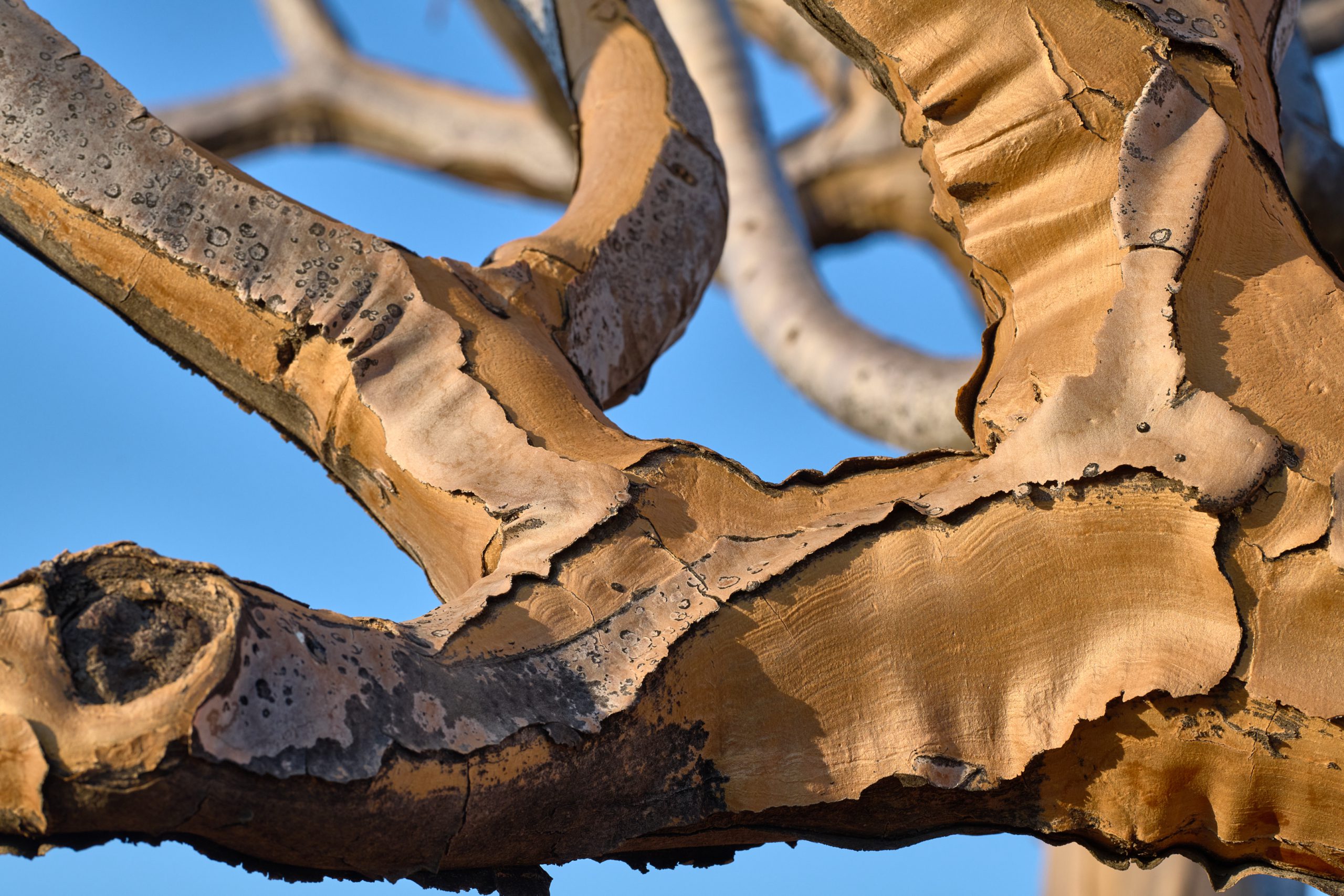 Namibia-2024-CA4_3181