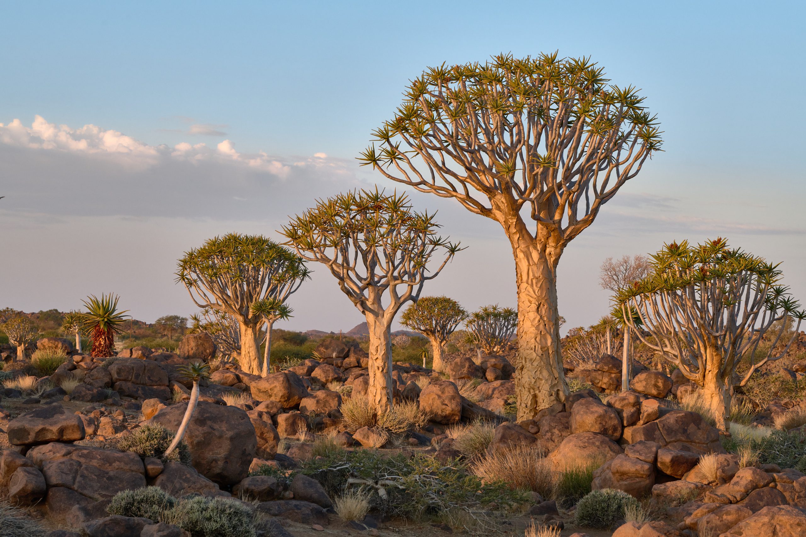 Namibia-2024-CA4_3189