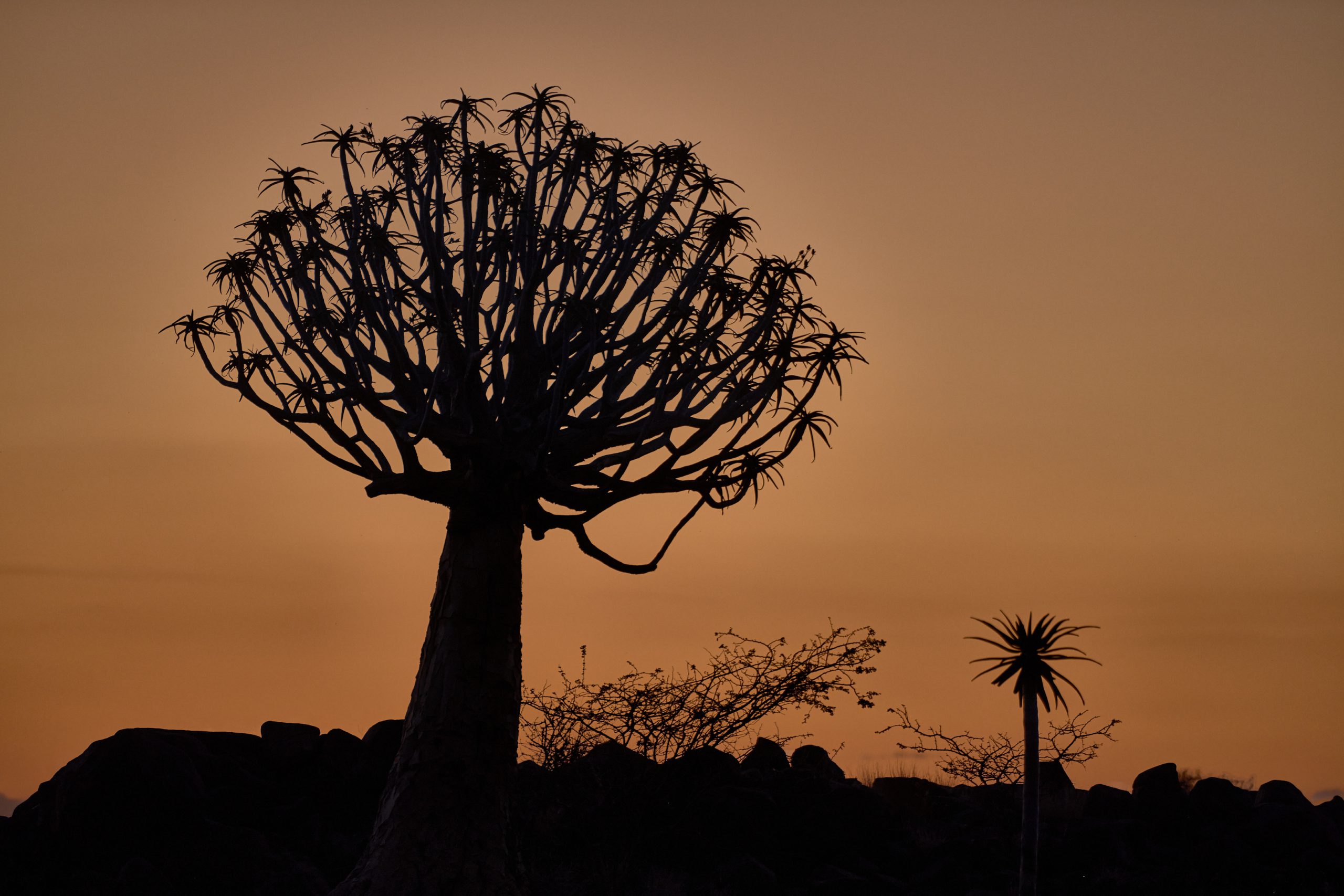 Namibia-2024-CA4_3204