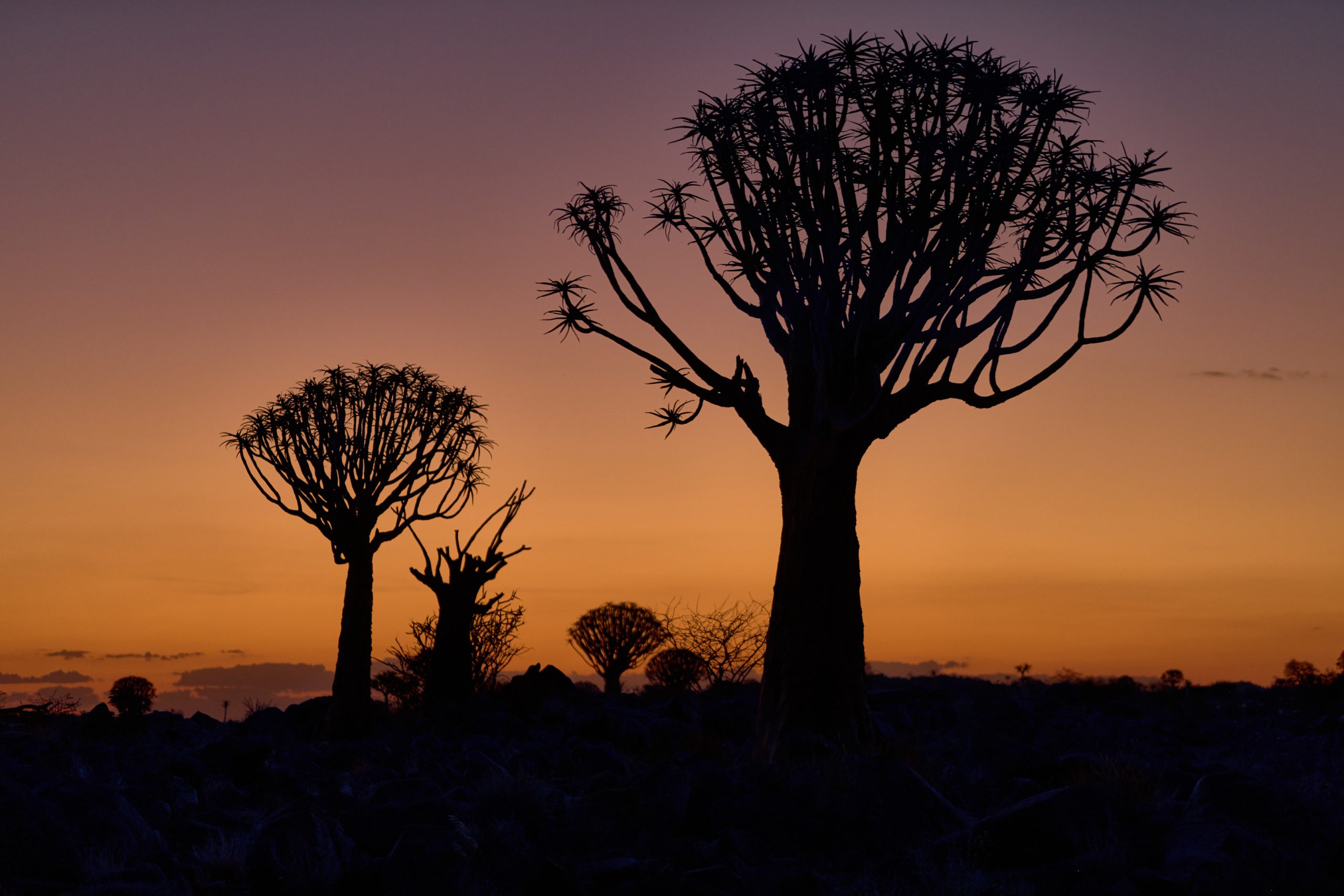 Namibia-2024-CA4_3208