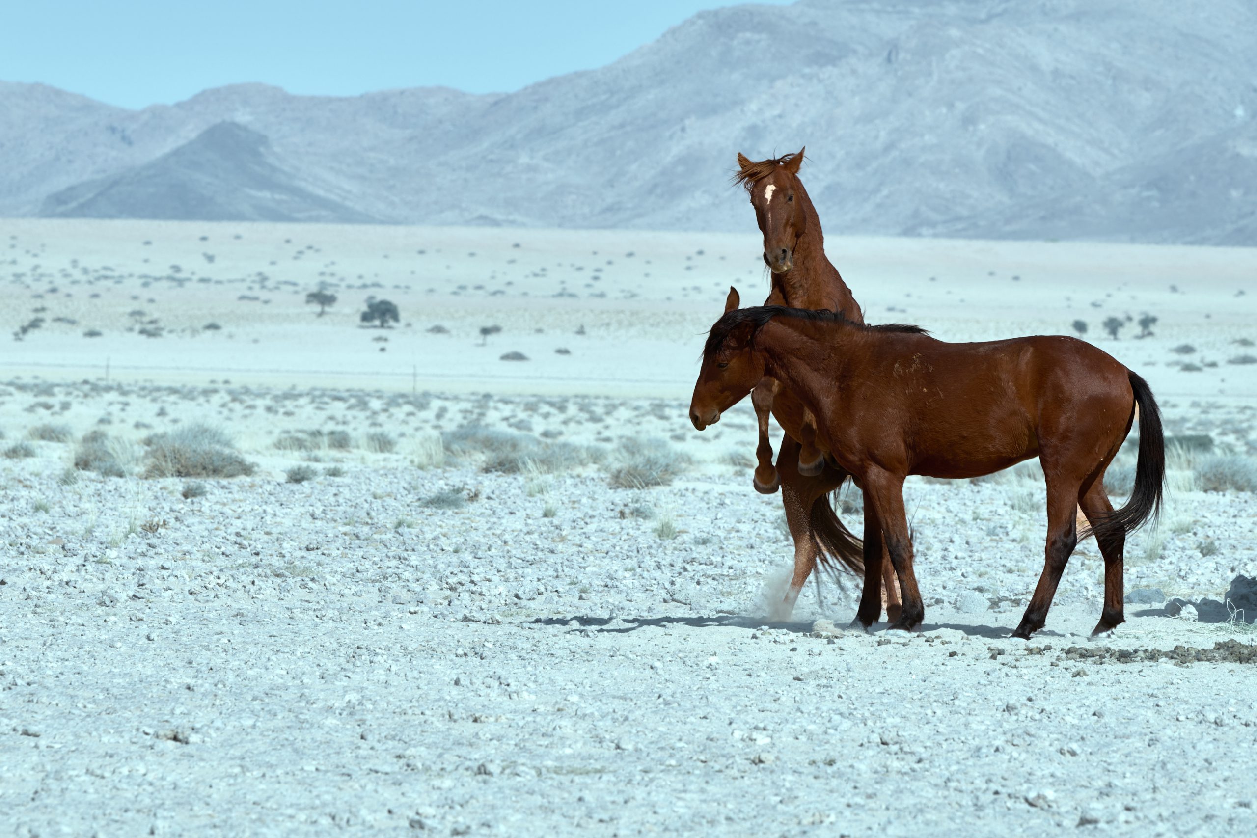 Namibia-2024-CA4_3267