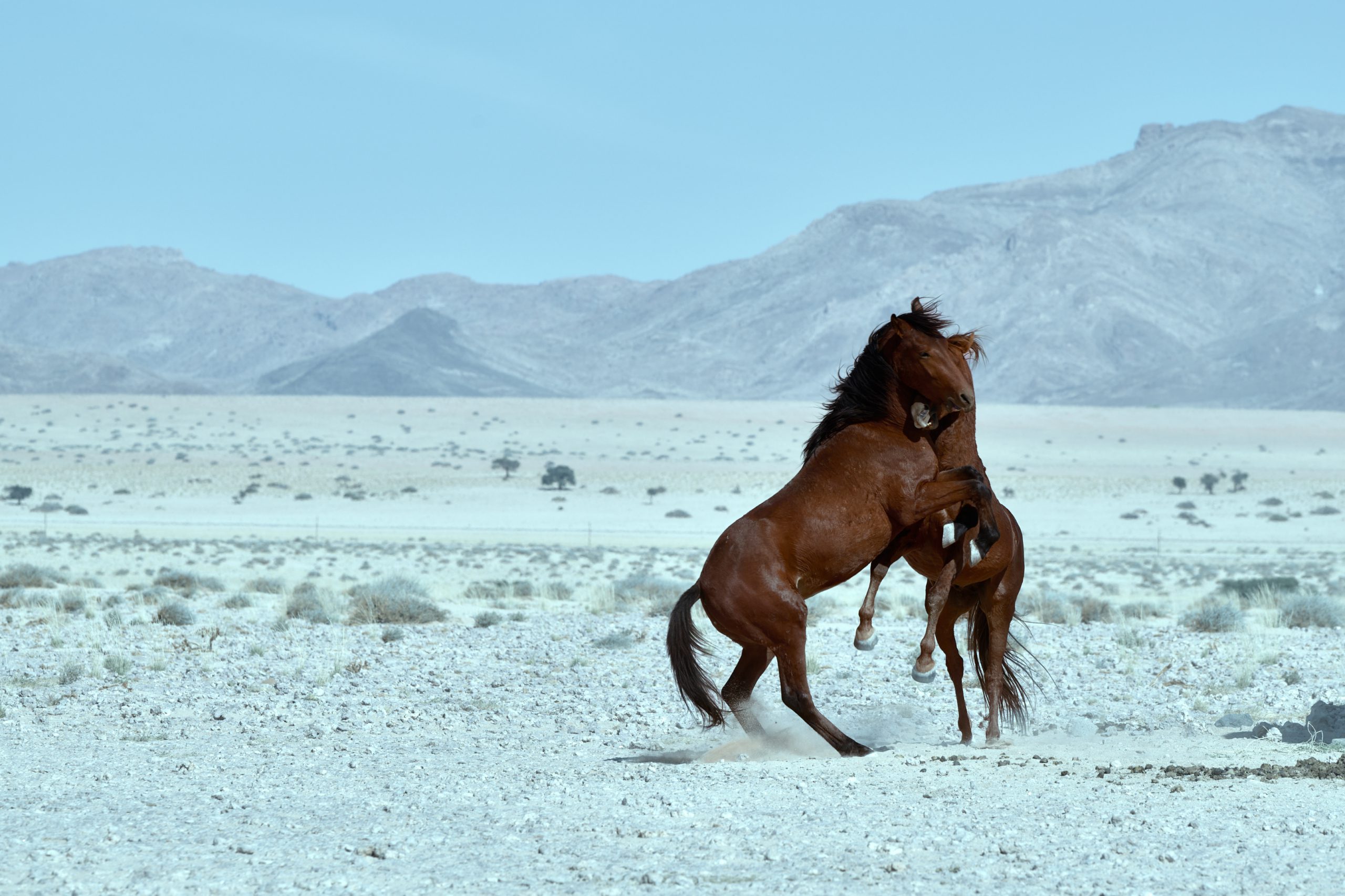 Namibia-2024-CA4_3272