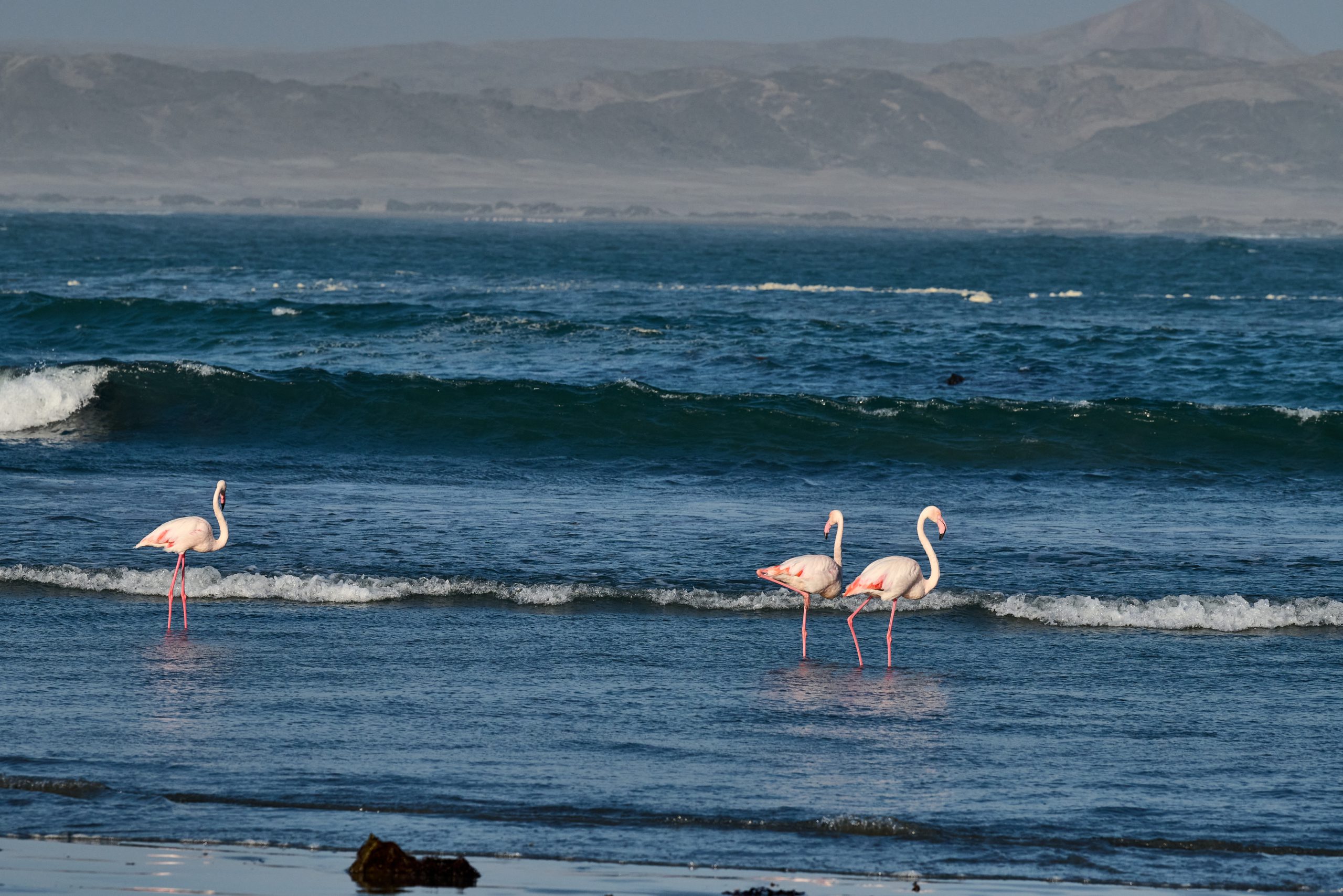 Namibia-2024-CA4_3387