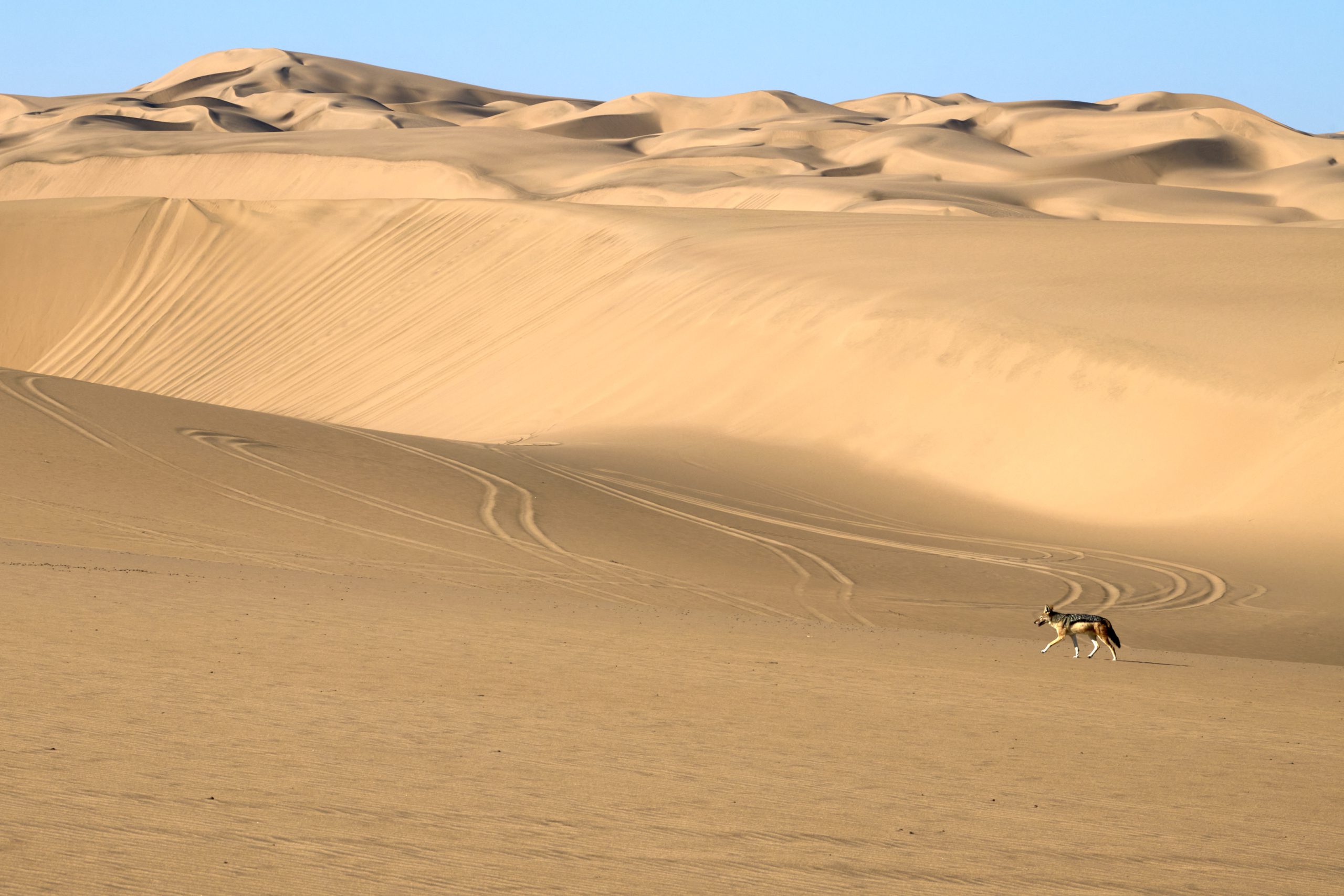 Namibia-2024-CA4_3736