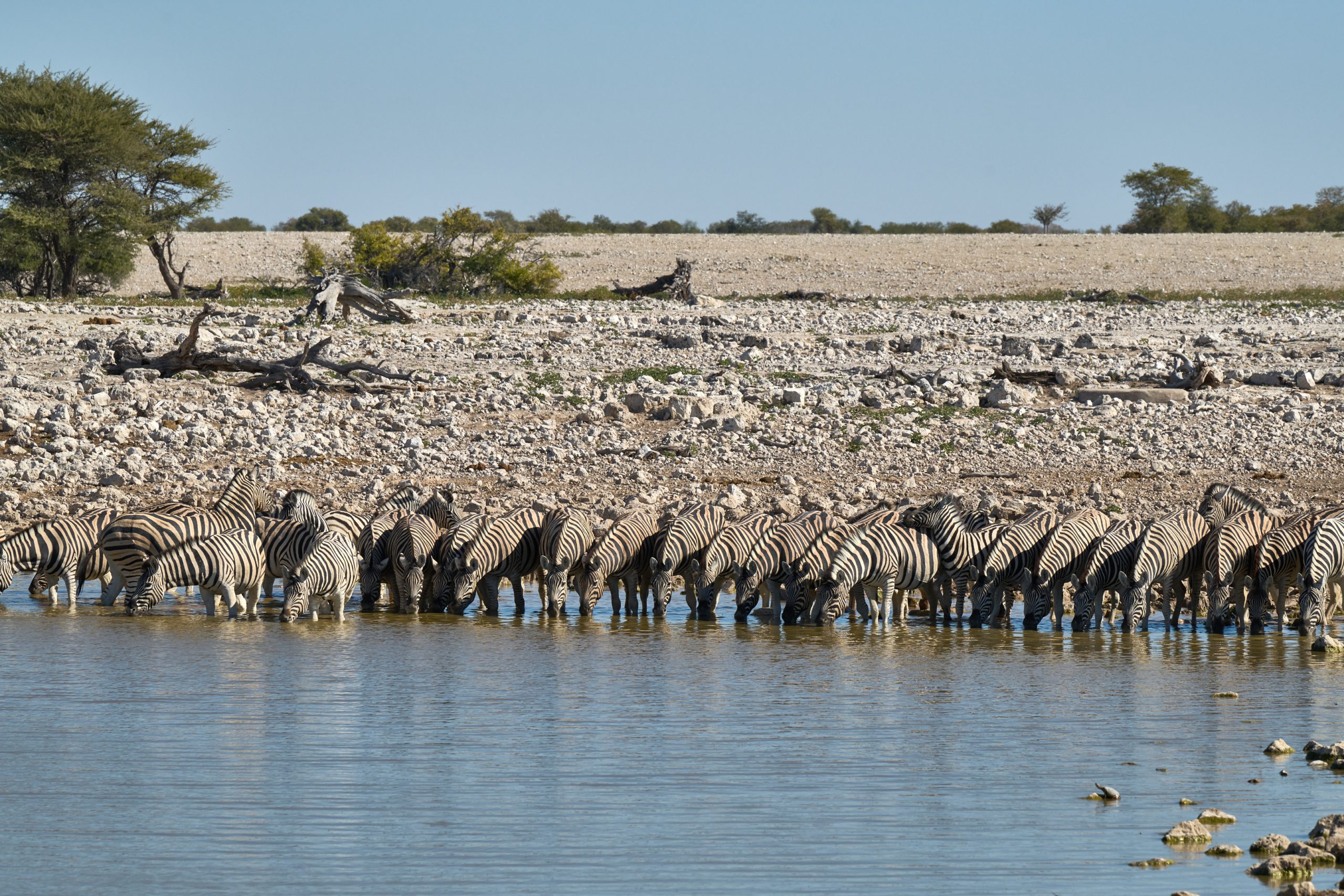 Namibia-2024-CA4_4141