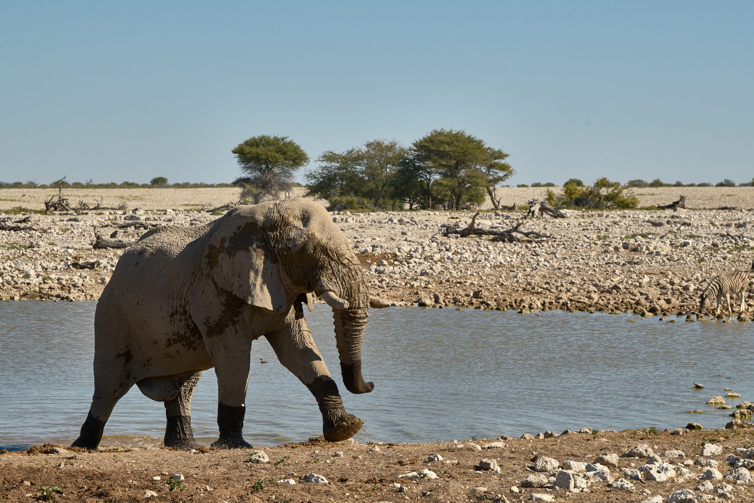 Namibia-2024-CA4_4147