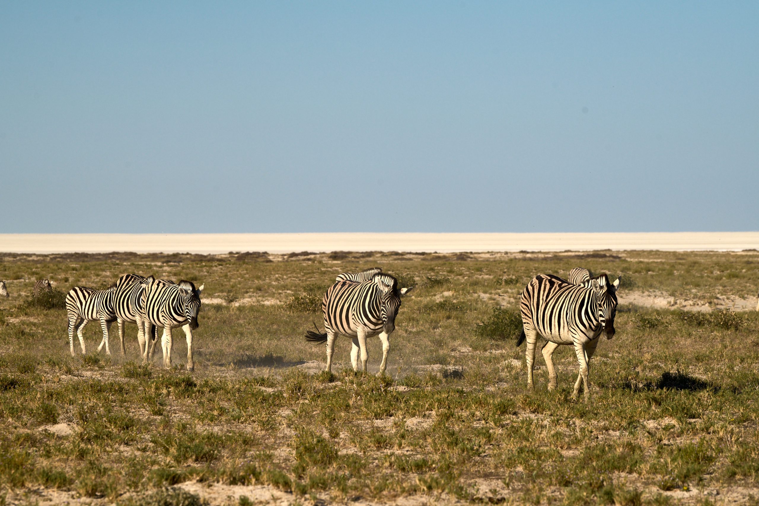 Namibia-2024-CA4_4159