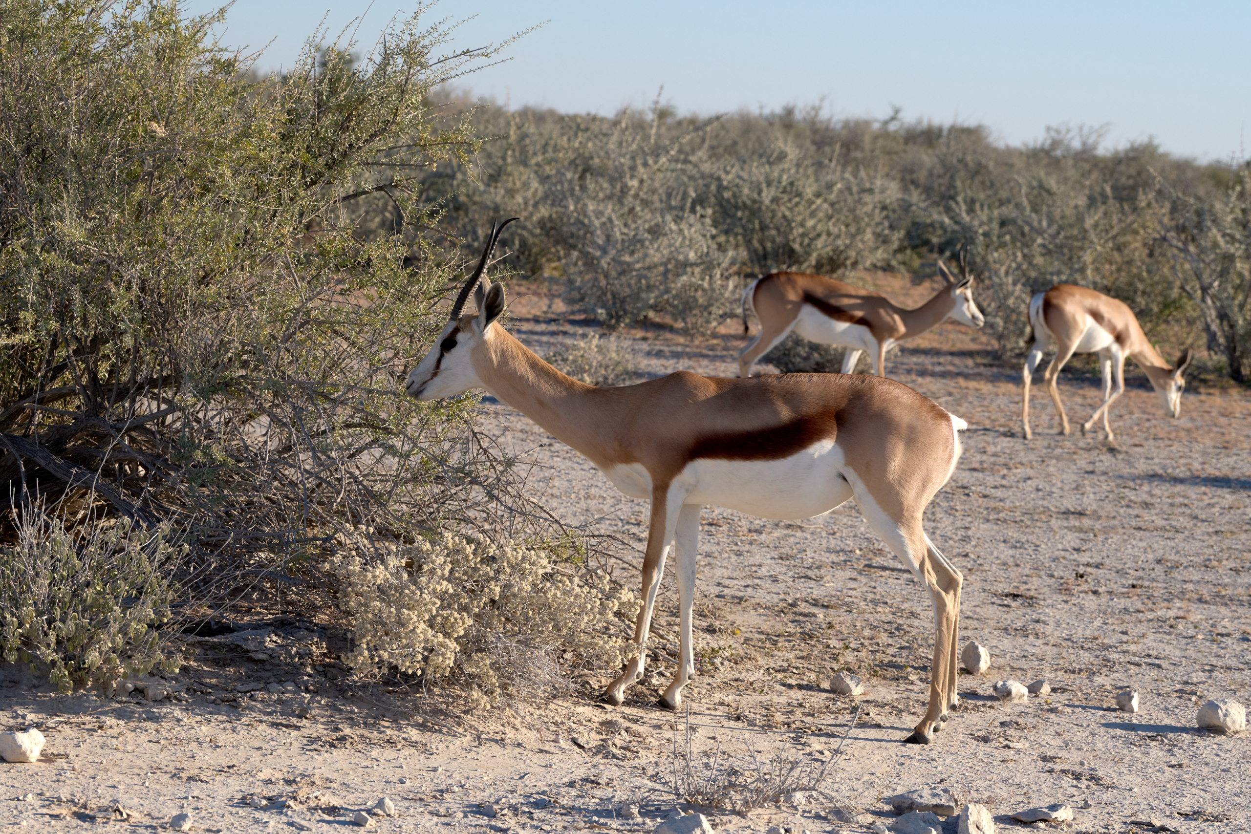 Namibia-2024-CA4_4167