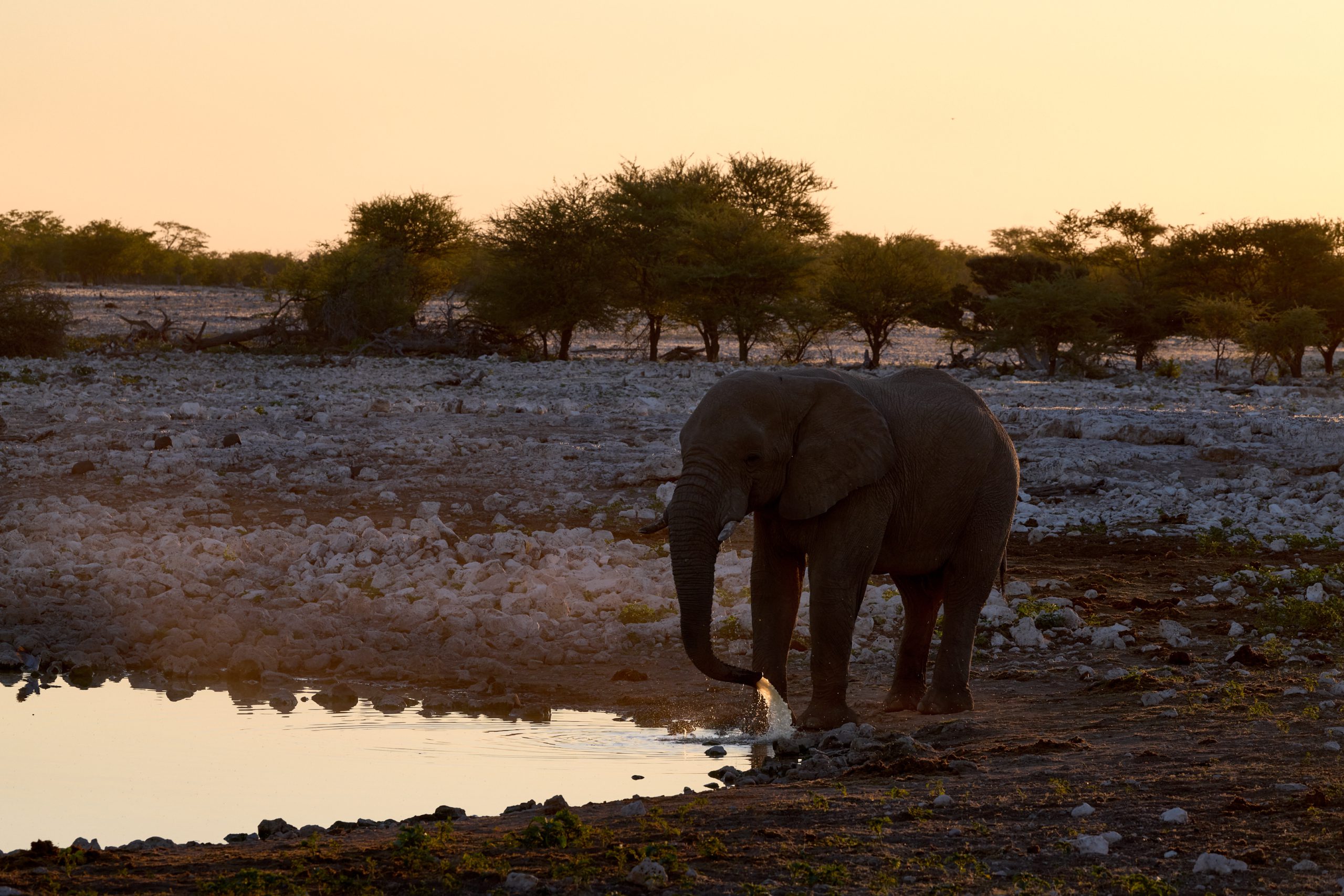 Namibia-2024-CA4_4169