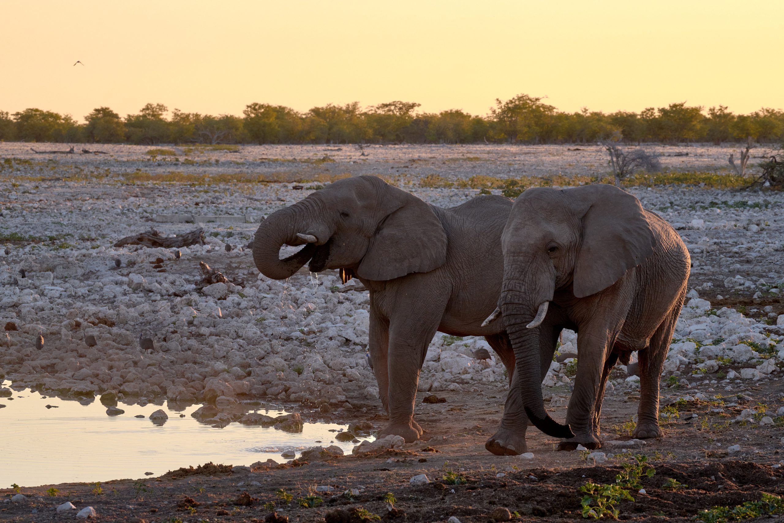 Namibia-2024-CA4_4173