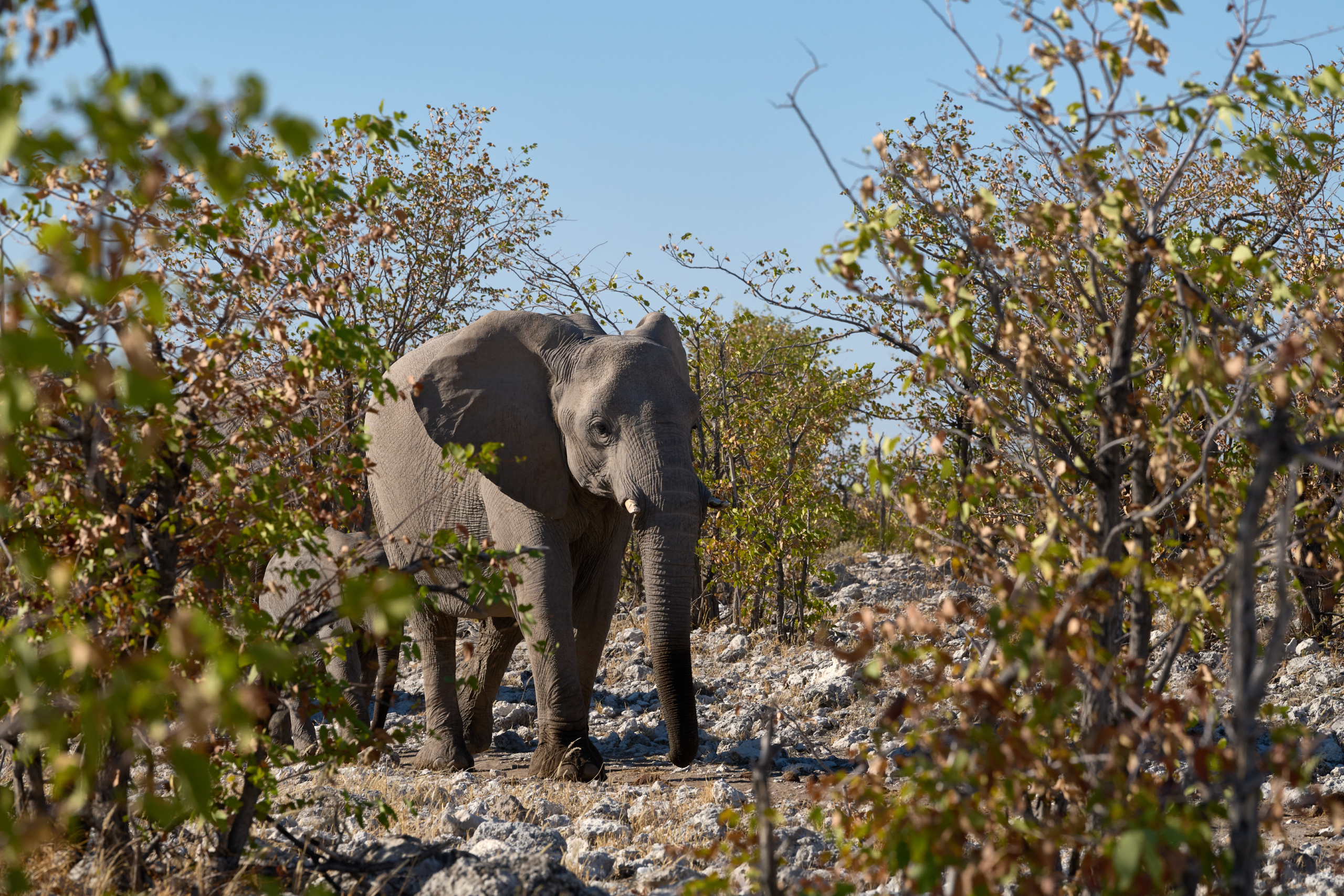 Namibia-2024-CA4_4231