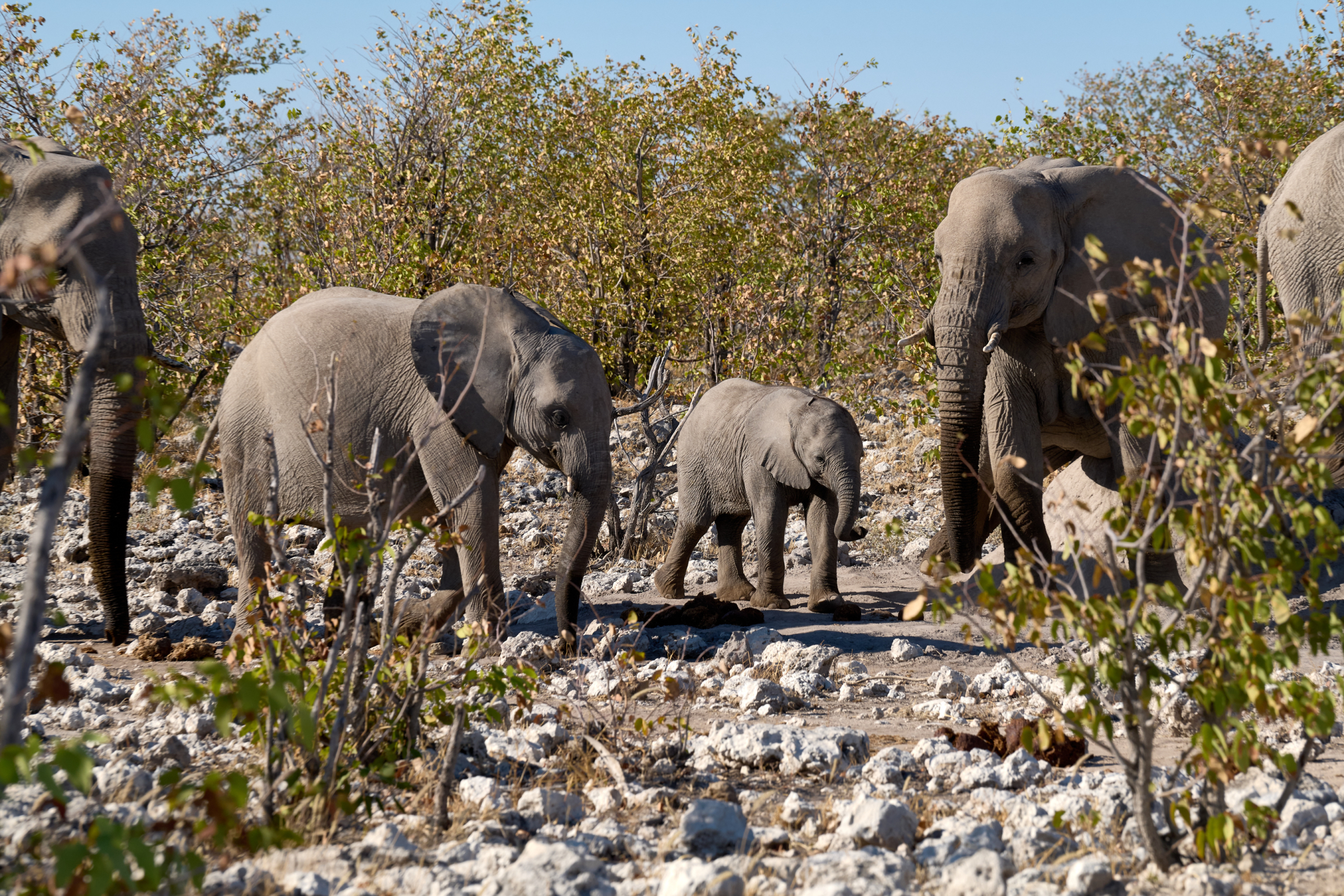 Namibia-2024-CA4_4243