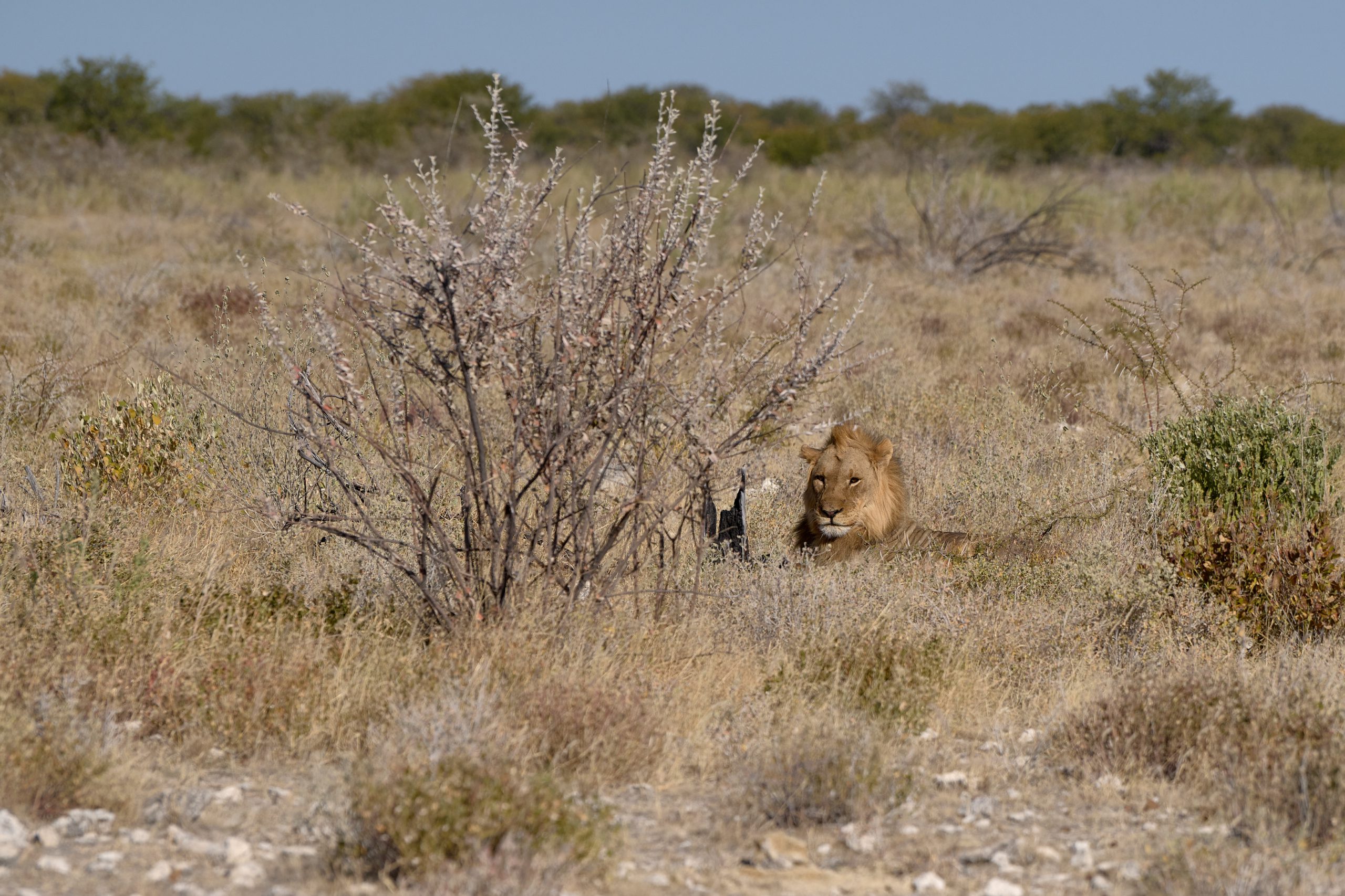 Namibia-2024-CA4_4307