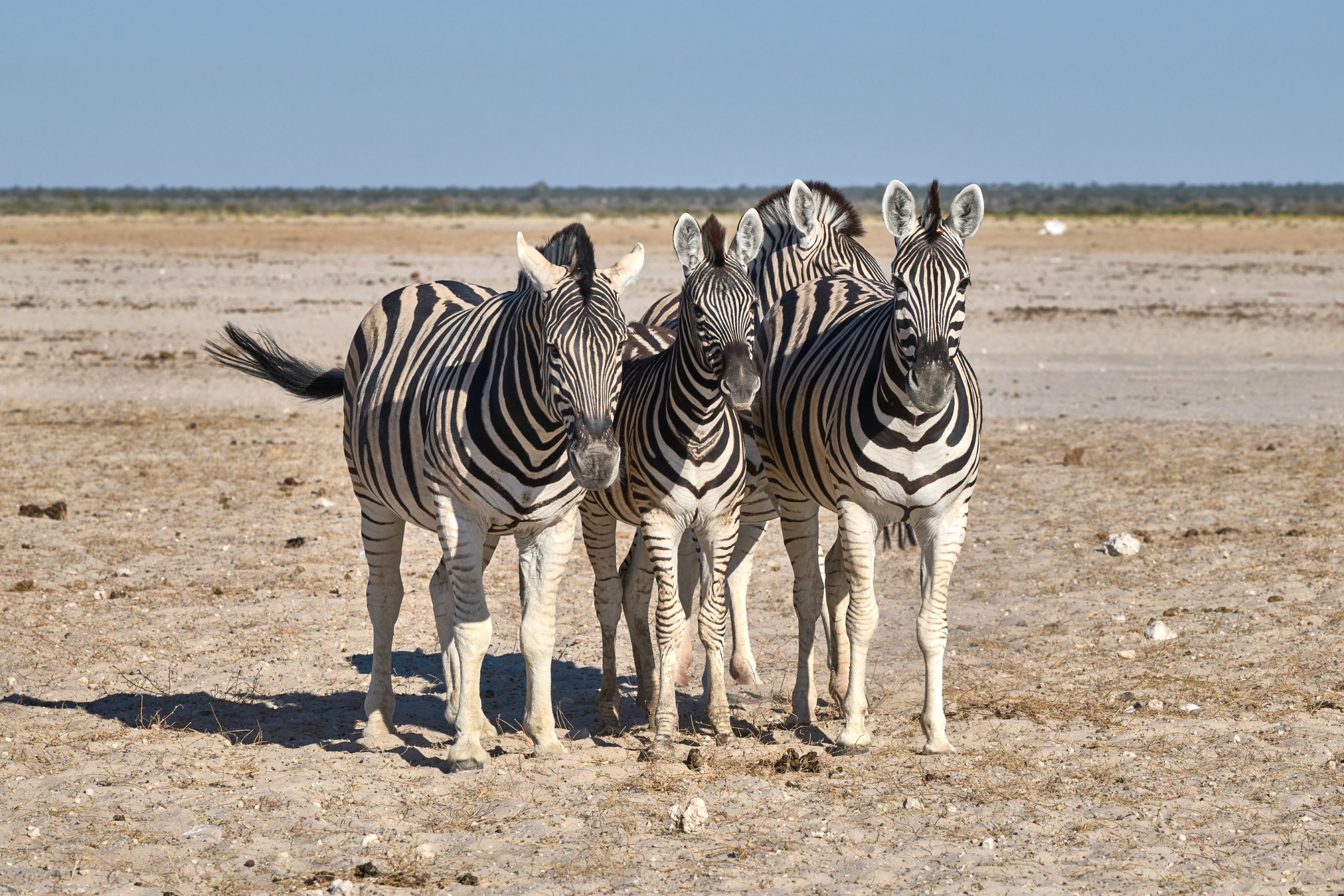 Namibia-2024-CA4_4395