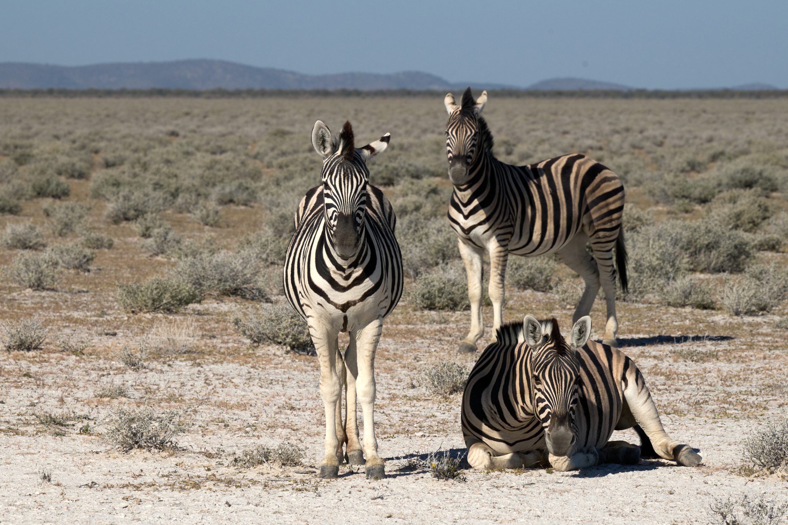 Namibia-2024-CA4_4406